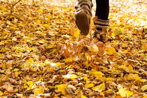 Exploring the Hidden Charms of Fall: What Happens When You Stomp on Leaves?